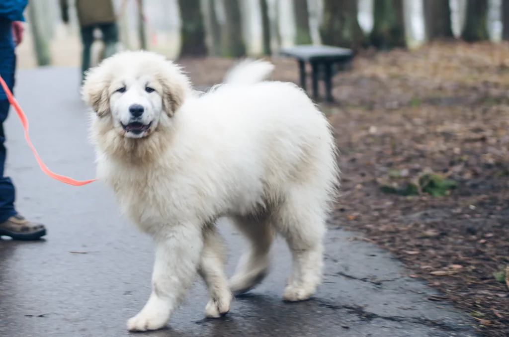Chien de montagne des Pyrénées
