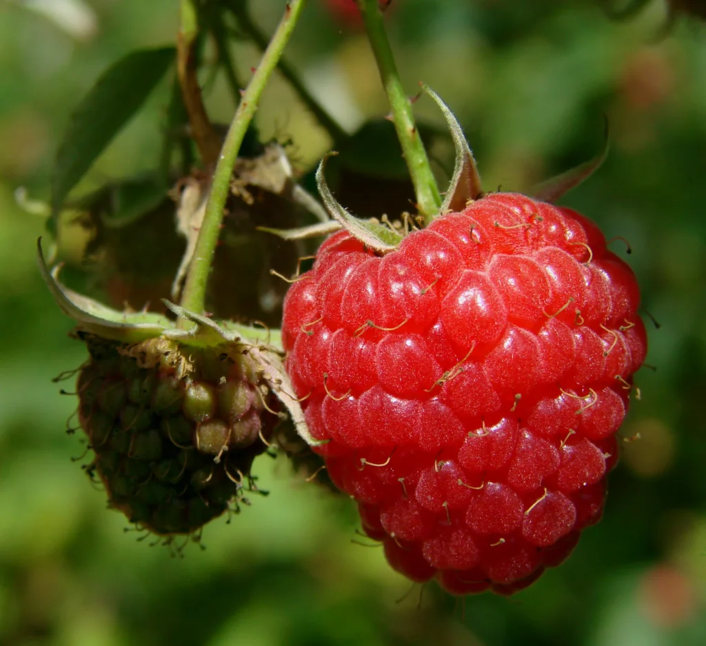 Framboise sur sa tige