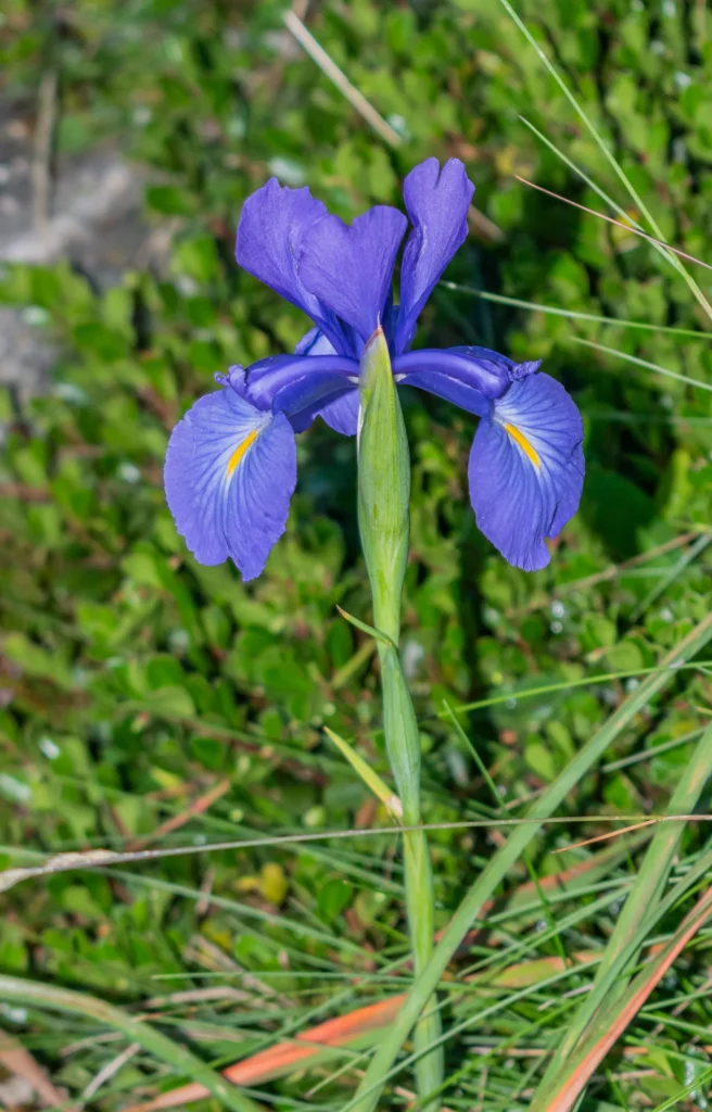 Iris des Pyrénées dans la réserve du Néouvielle