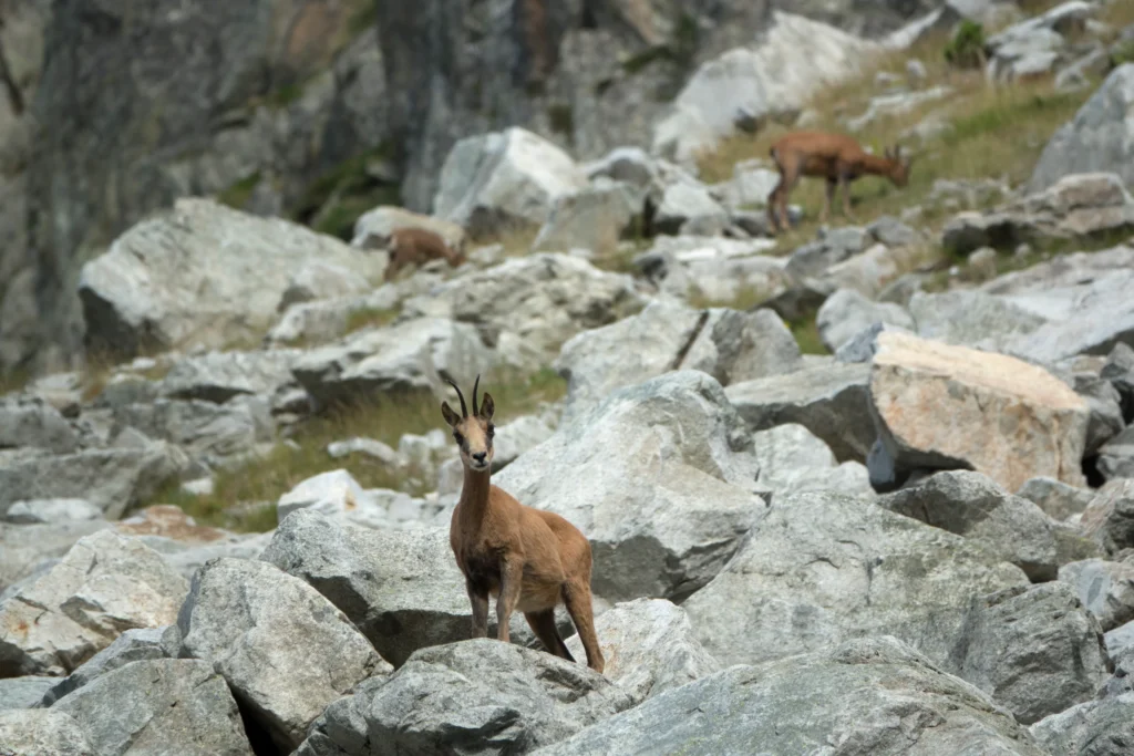 Isards près du lac Bleu d’Ilhéou