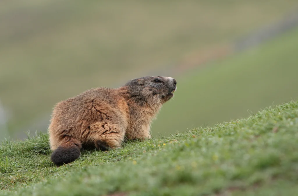 Marmotte au col du Portet, dans les Pyrénées