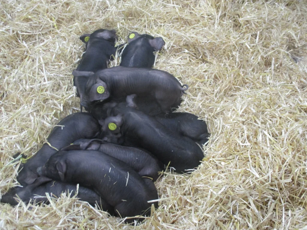 Porcelets noirs de Bigorre