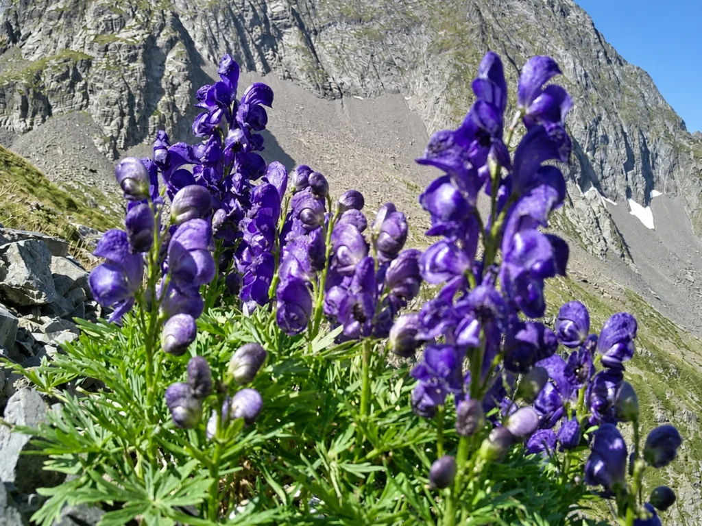 Fleurs violettes des Pyrénées