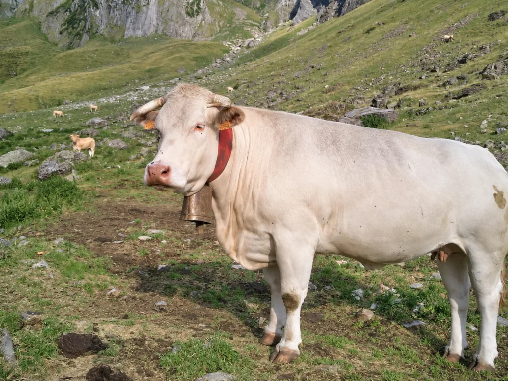 Une vache dans les pâturages de montagne