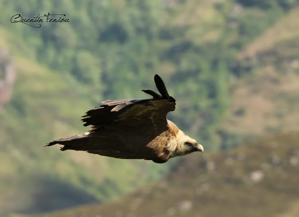 Vautour fauve dans les Pyrénées